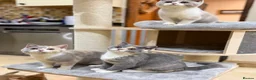British Shorthair cats for sale: READY NEXT WEEK - FULL PEDIGREE REGISTERED BSH - Advert 17