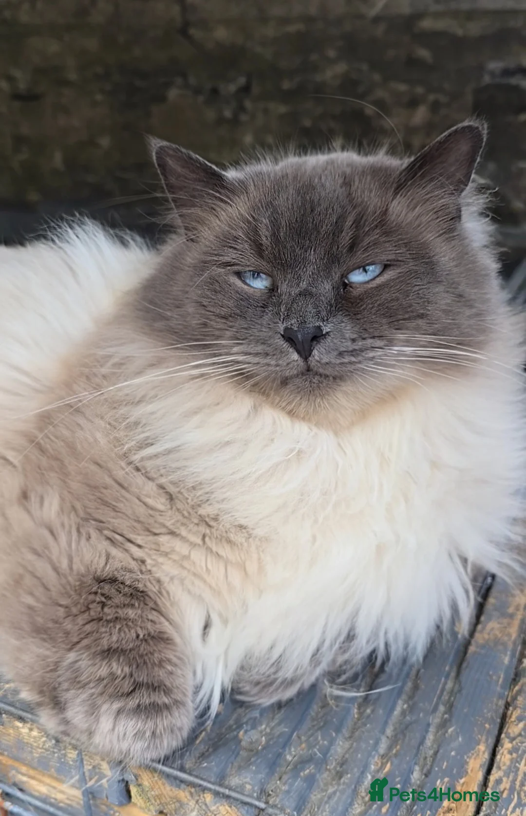 Mixed Breed cats for sale: Cream and white gorgeous kitten - Advert 3