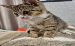 American Shorthair cats for sale: Gorgeous girls looking for new home🏡 - Image 7