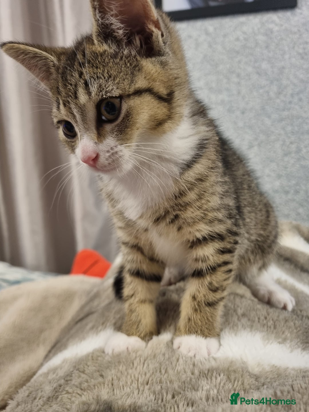 American Shorthair cats for sale: Gorgeous girls looking for new home🏡 - Image 7