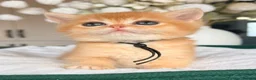 British Shorthair cats for sale: 5 stunning golden bsh kittens  - Advert 32