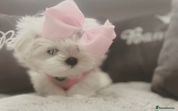 Maltese dogs for sale: Tiny Exquisite Full Korean Bambelina Maltese. - Image 10