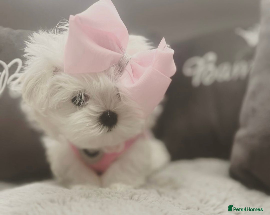 Maltese dogs for sale: Tiny Exquisite Full Korean Bambelina Maltese. - Image 10