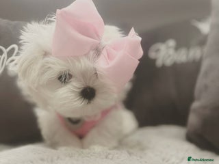 Maltese dogs Tiny Exquisite Full Korean Bambelina Maltese. - Advert 2