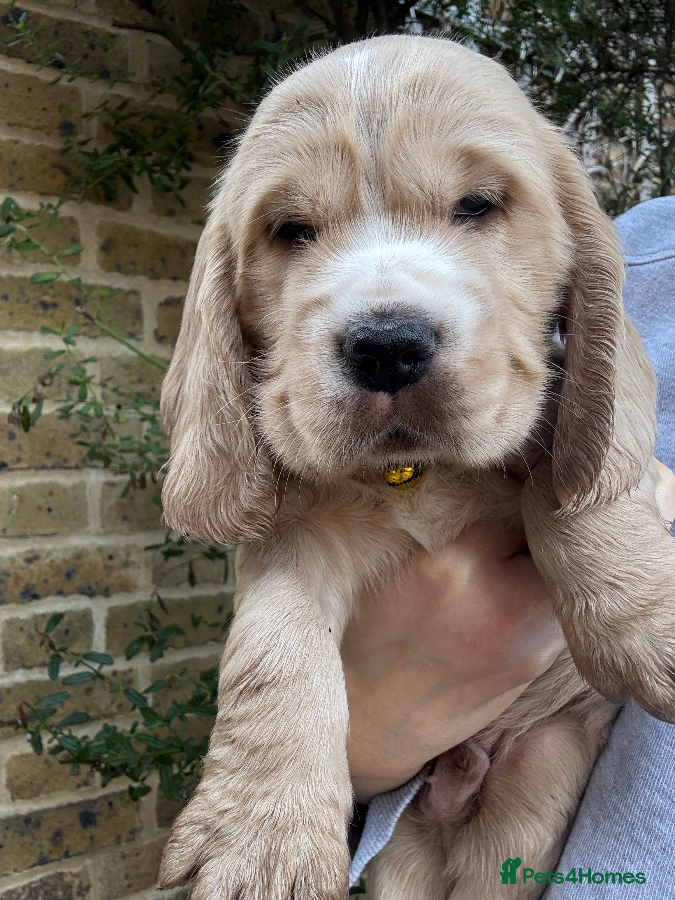Cocker Spaniel dogs Beautiful Gold English cocker spaniels  - Advert 1
