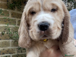 Cocker Spaniel dogs Beautiful Gold English cocker spaniels - Advert 3