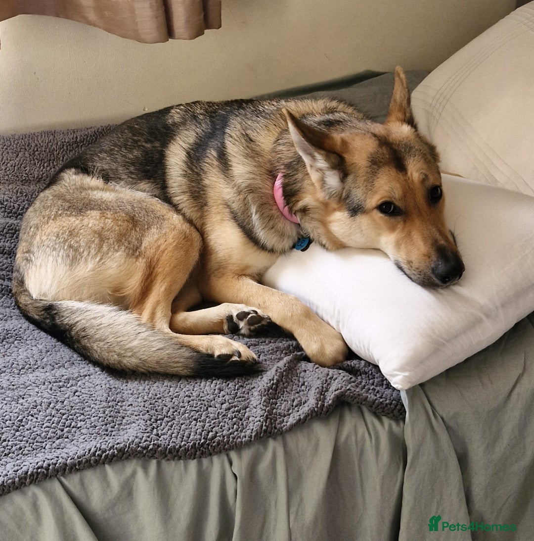 Shepsky dogs for sale: Adorable Friendly Shepsky Needs A New Home - Image 5