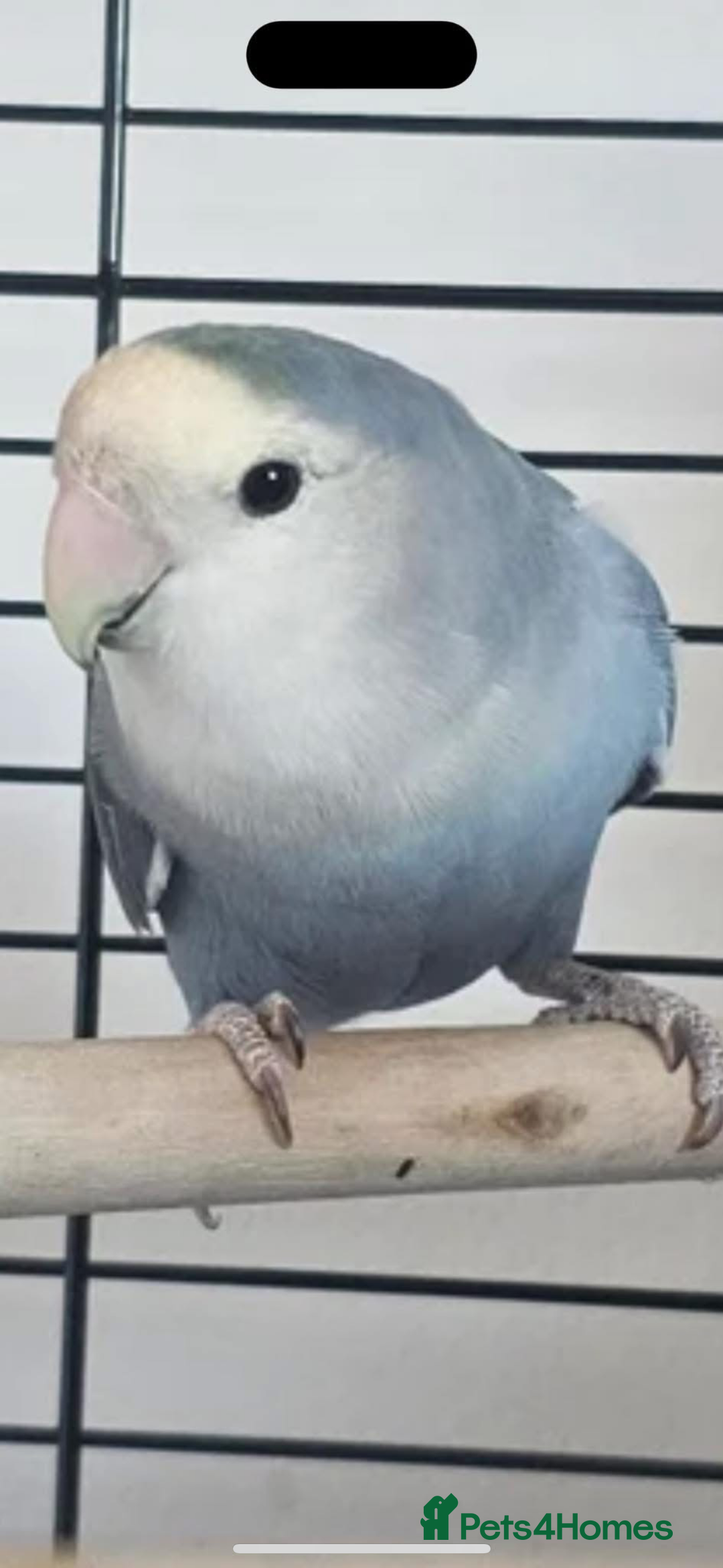 Lovebirds birds for sale: Lovebird babies - adorable - Image 7