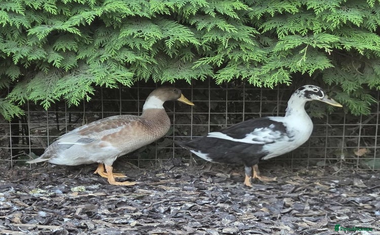 Ducks poultry - Advert 10