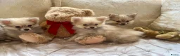 Pomchi dogs for sale: Adorable Pomchis ready to go now to family homes.  in Darlington - Advert 9