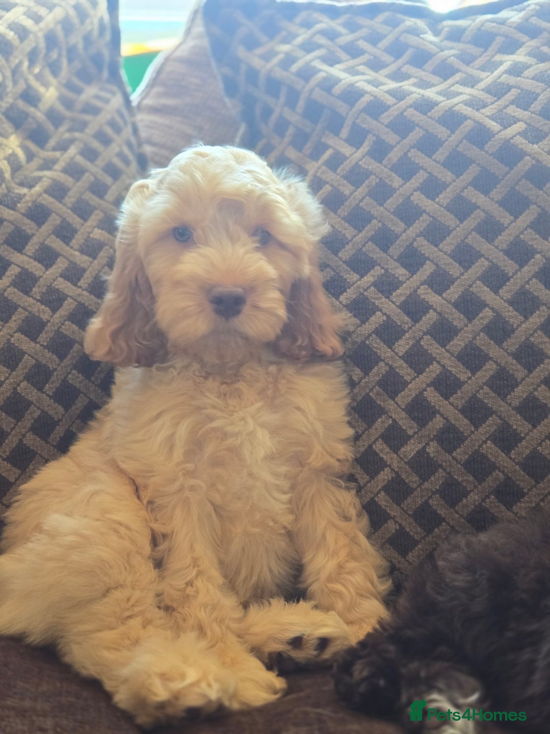 Cockapoo dogs for sale: Fully vaccinated and Extensively health tested.  in Wisbech - Image 4