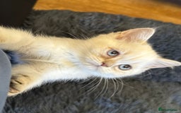 British Shorthair cats for sale: British shorthair kittens TICA ready NOW  - Image 2