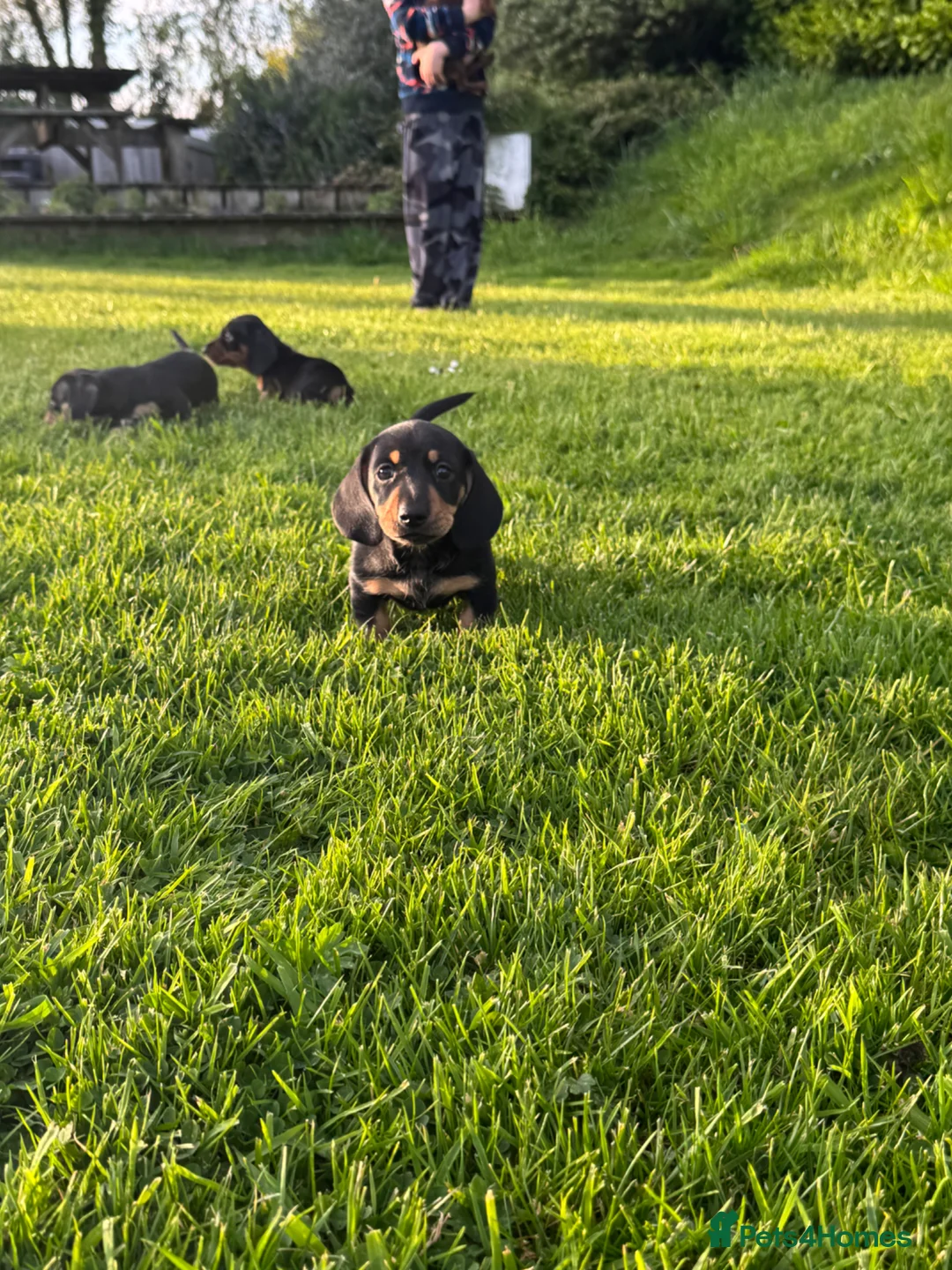 Dachshund dogs for sale: Miniature black and cream and Black and Tan pups in Wadebridge - Advert 2