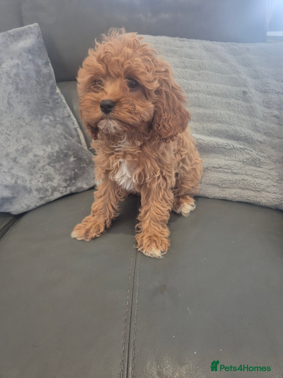 Cavapoo dogs for sale: Stunning Cavapoo Babies - ready this weekend - Image 13