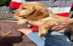 Cocker Spaniel dogs for sale: Show Cocker Puppies - Image 1