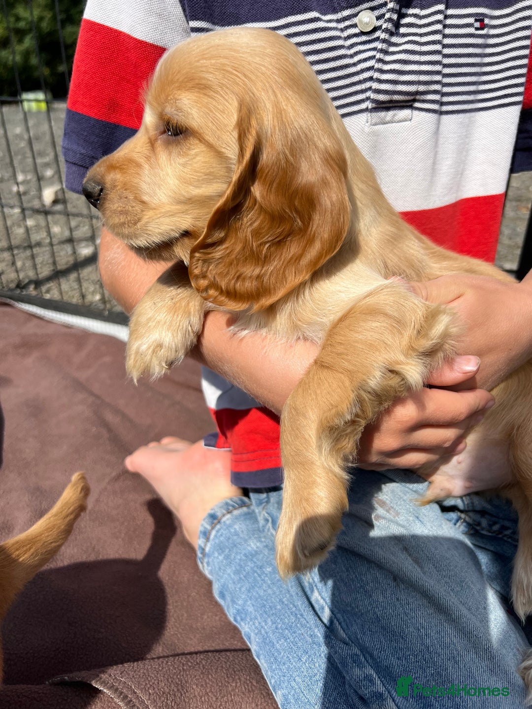Cocker Spaniel dogs for sale: Show Cocker Puppies - Image 1