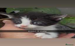 Mixed Breed cats for sale: Beautiful Mixed Breed kittens (plz see description - Image 3