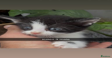 Mixed Breed cats - Advert 15