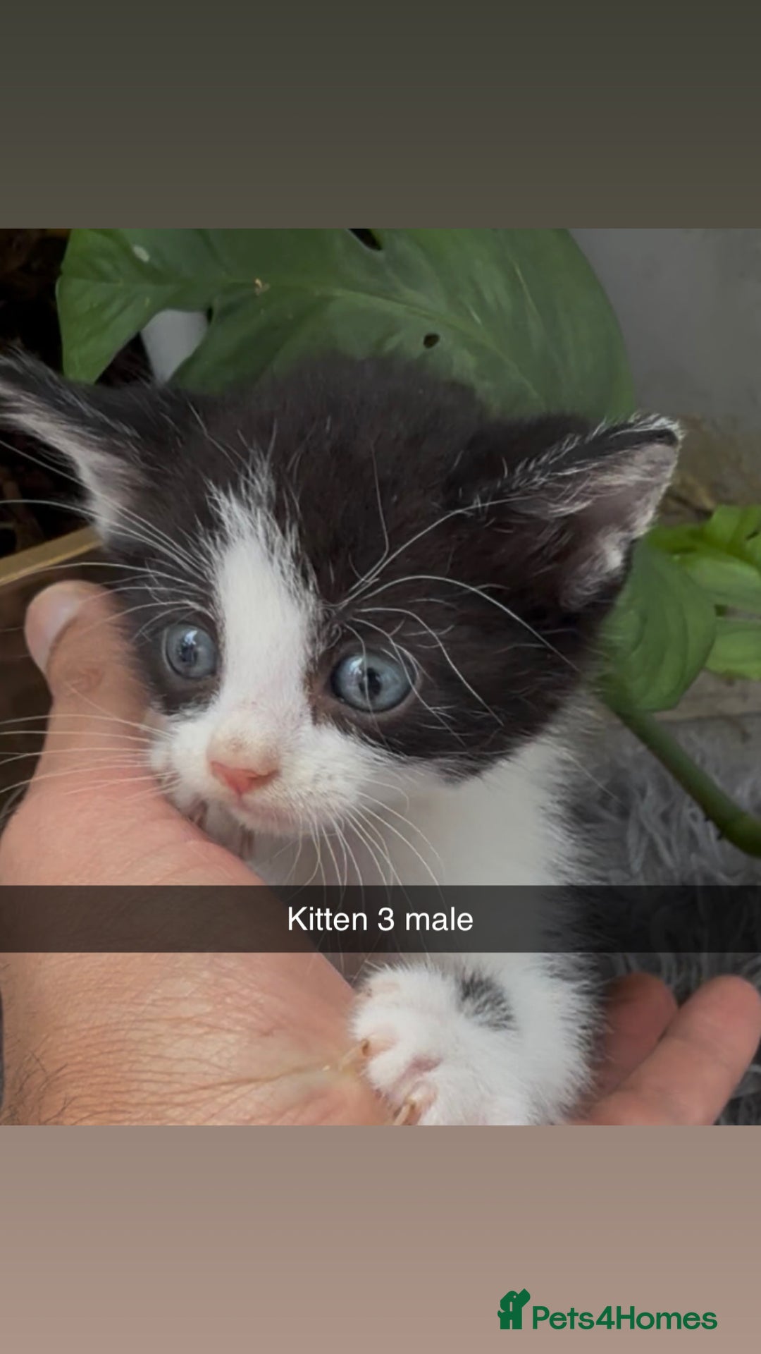 Mixed Breed cats for sale: Beautiful Mixed Breed kittens (plz see description - Image 3