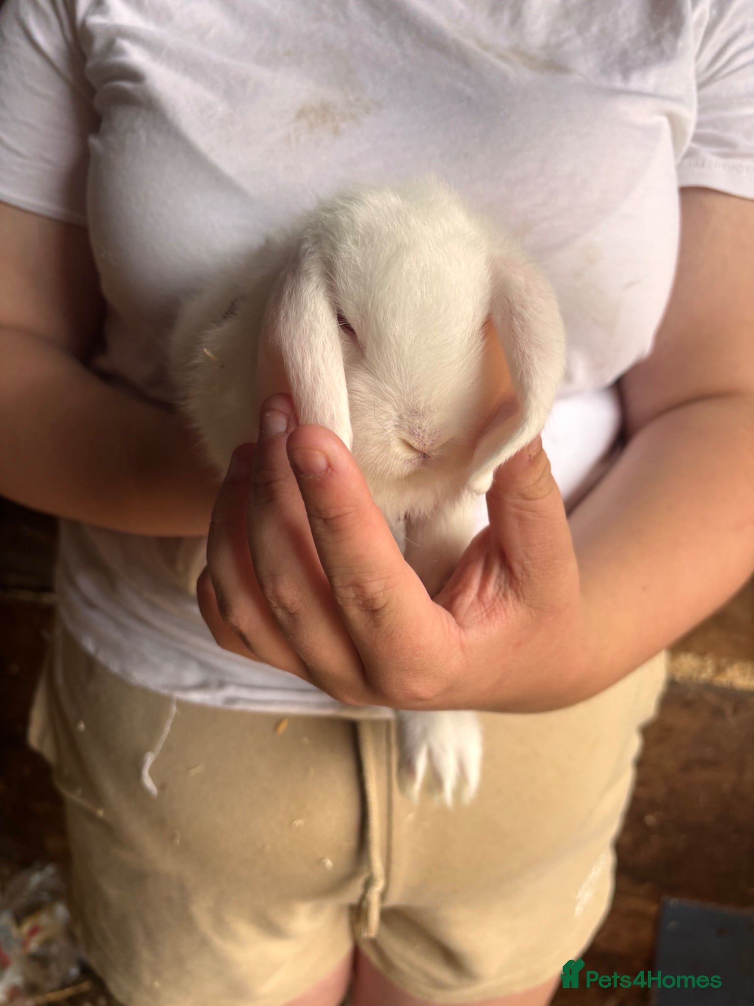 Mini Lop rabbits for sale: 8 beautiful baby’s rabbit  - Advert 20