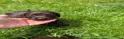 Cocker Spaniel dogs for sale: Chocolate working cocker spaniel puppies - Advert 7