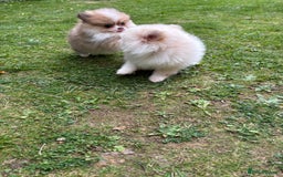 Pomeranian dogs for sale: Pomeranian - Image 3