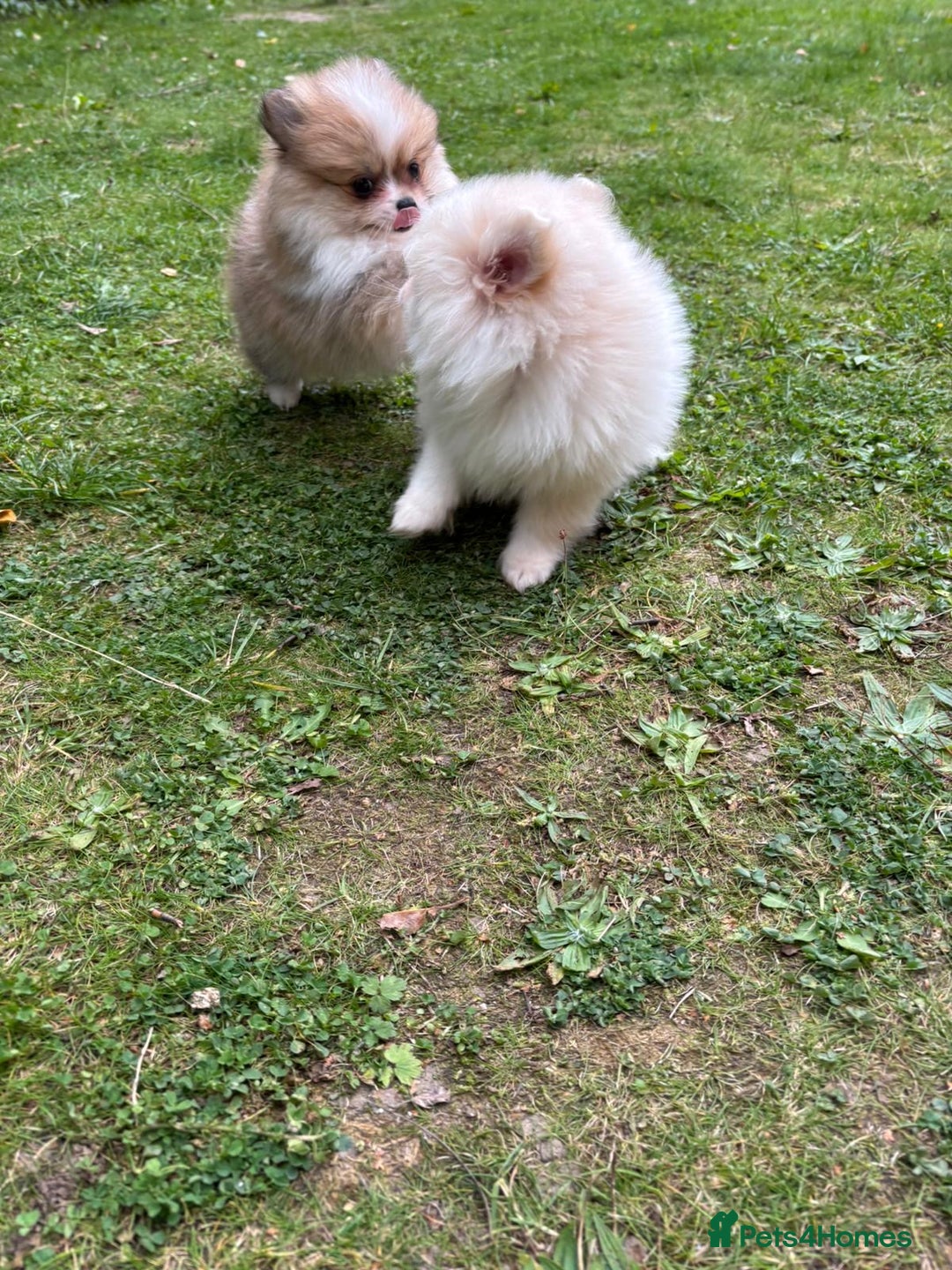 Pomeranian dogs for sale: Pomeranian - Image 3