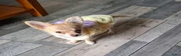 Chihuahua dogs for sale: Chihuahua  in Swansea - Advert 2