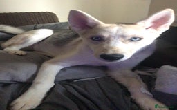 Siberian Husky dogs for sale: Siberian husky  - Image 2