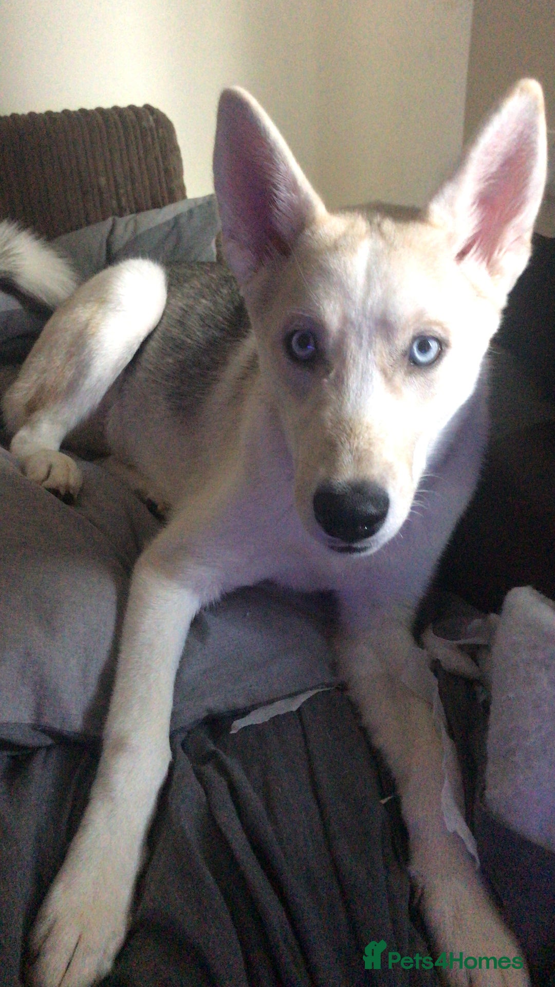 Siberian Husky dogs for sale: Siberian husky  - Image 2