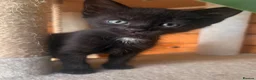 Domestic Shorthair cats for sale: Adorable Kittens 🐱 💕💙 in Dereham - Advert 11