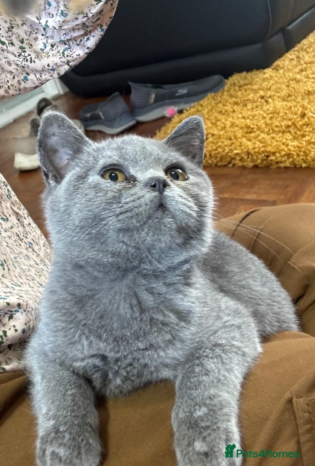 British Shorthair cats for sale: Pure bred British short hair in Chelmsford - Advert 2