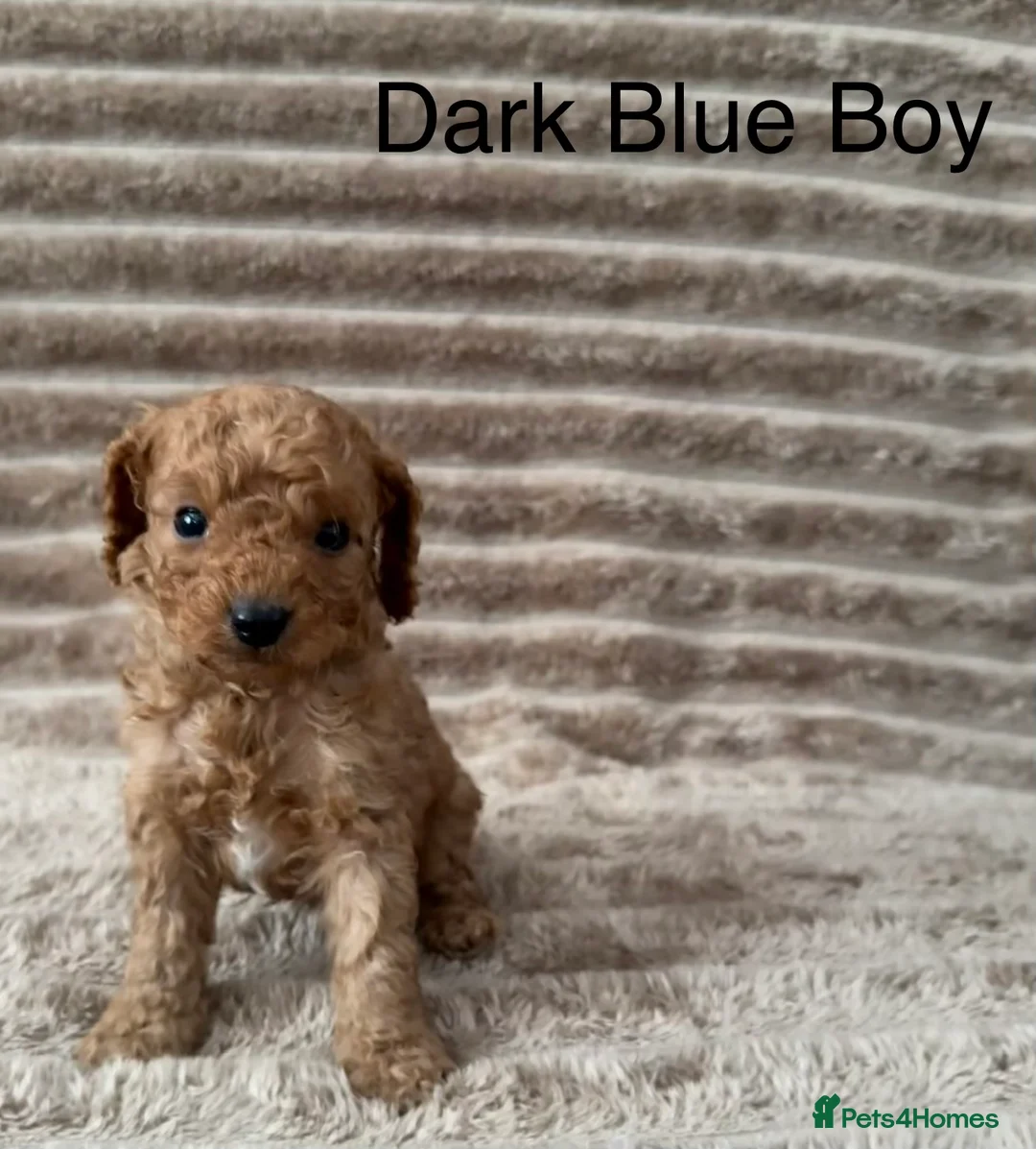 Cavapoo dogs for sale: 💖💙🐶🐾Beautiful F1 Cavapoo Pups!🐾🐶💙💖 - Advert 17