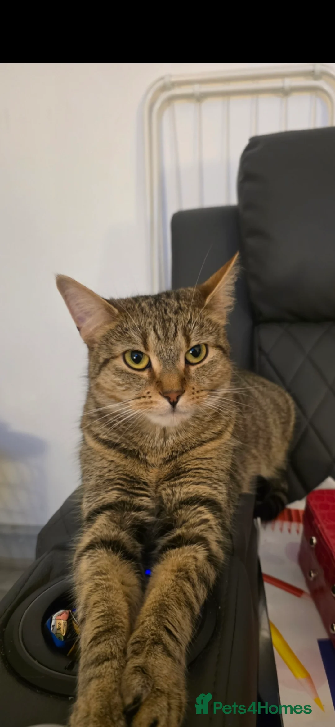 Mixed Breed cats for sale: 6 beautiful babies ready for new homes.  - Advert 2