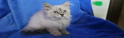 Siberian cats for sale: Beautiful Siberian Kittens - Advert 4