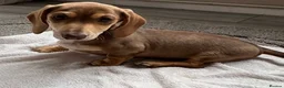 Miniature Dachshund dogs for sale: Miniature Dachshund  - Advert 4