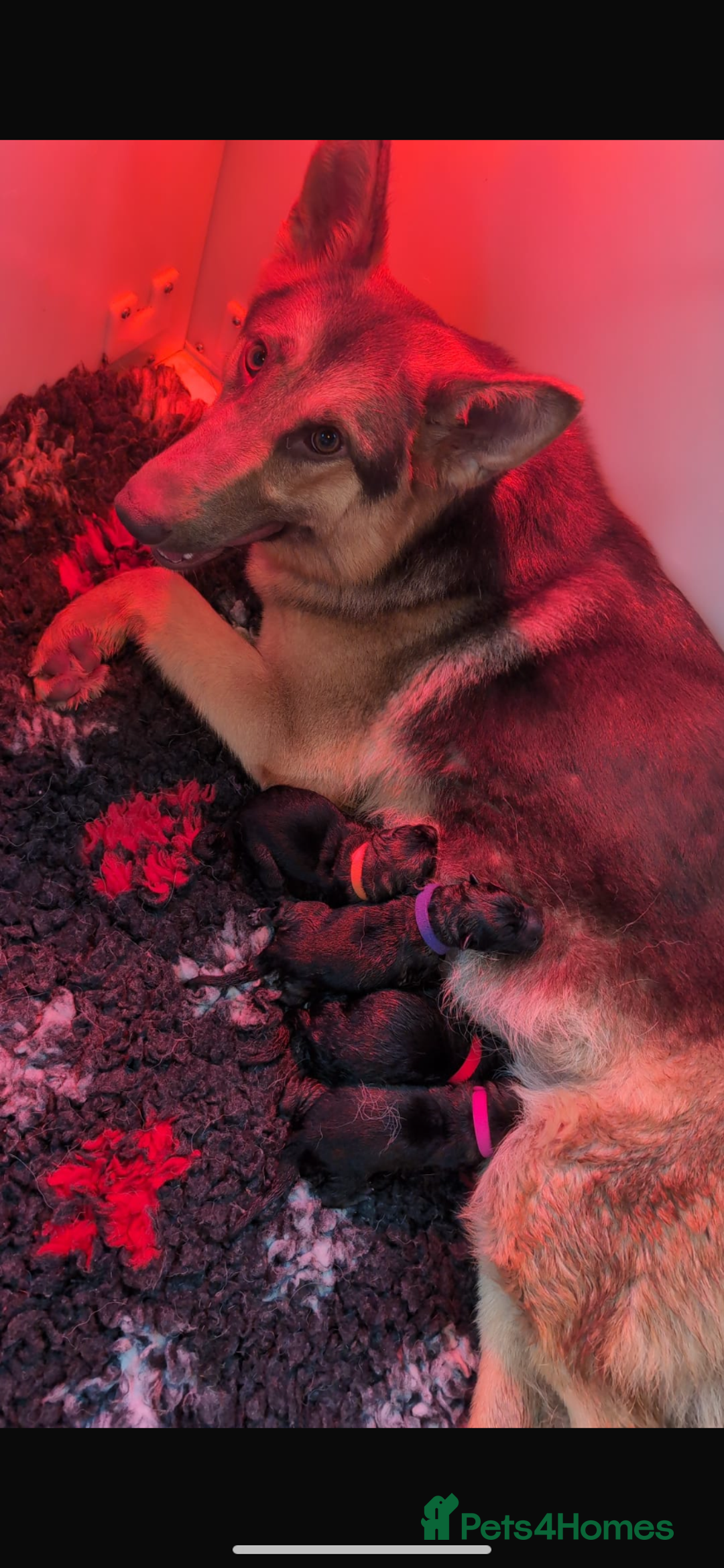 German Shepherd dogs for sale: German Shepard puppies  - Image 5