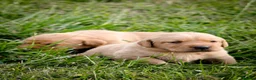 Labrador Retriever dogs for sale: Elite Litter: KC Registered Fox Red Labrador Pups - Advert 28