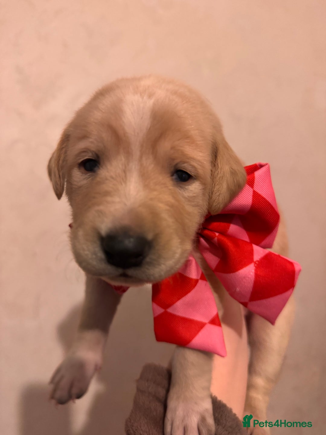 Mixed Breed dogs for sale: Belgian Malinois crosses, 1 female left - Advert 6