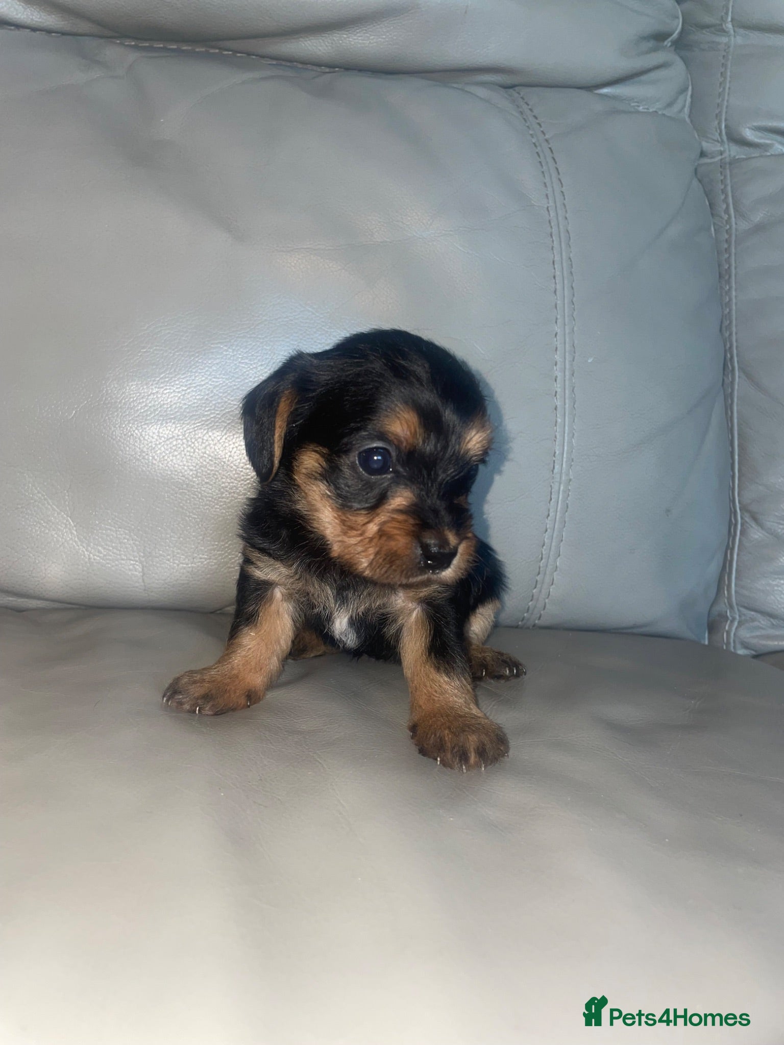 Mixed Breed dogs Chihuahua × Cavapoo  - Advert 1