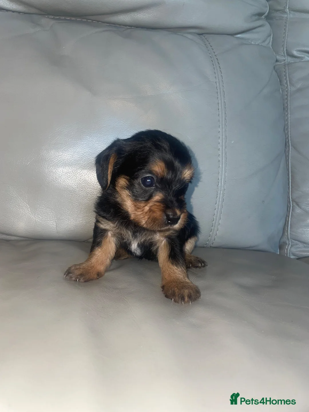 Mixed Breed dogs for sale: Chihuahua × Cavapoo  - Advert 1