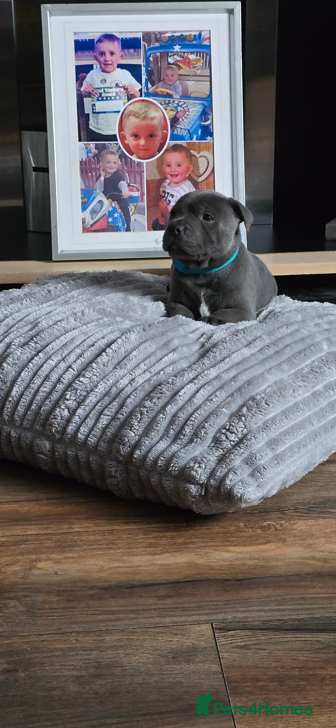 Staffordshire Bull Terrier dogs for sale: 4 beutiful blue staffies dad and mum kc  - Advert 17