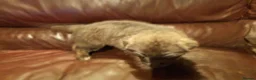German Shepherd dogs for sale: 9 GSD pups for sale - Advert 2