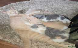 British Shorthair cats for sale: Last gorgeous boy left - Image 12
