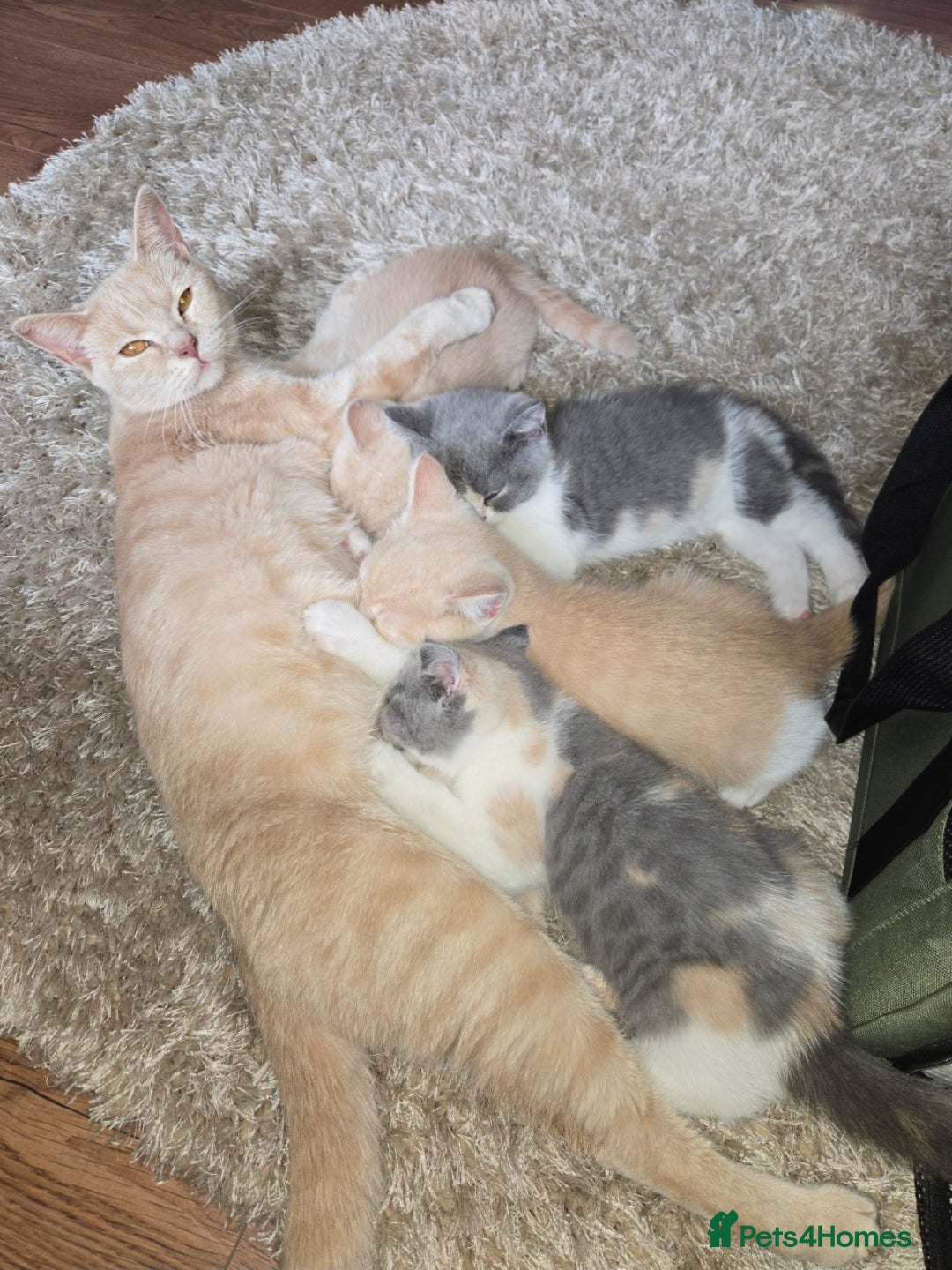 British Shorthair cats for sale: Last gorgeous boy left - Image 12