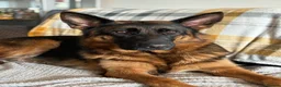 German Shepherd dogs for sale: Gorgeous German shepherd puppies  - Advert 7