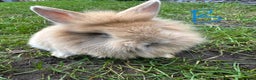 Lionhead rabbits for sale: Lionhead Rsbbits for sale  - Advert 6