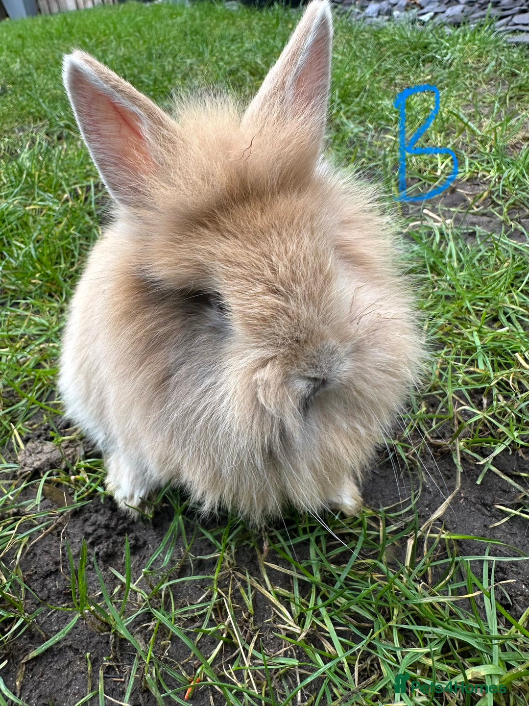 Lionhead rabbits for sale: Lionhead Rsbbits for sale  - Advert 6