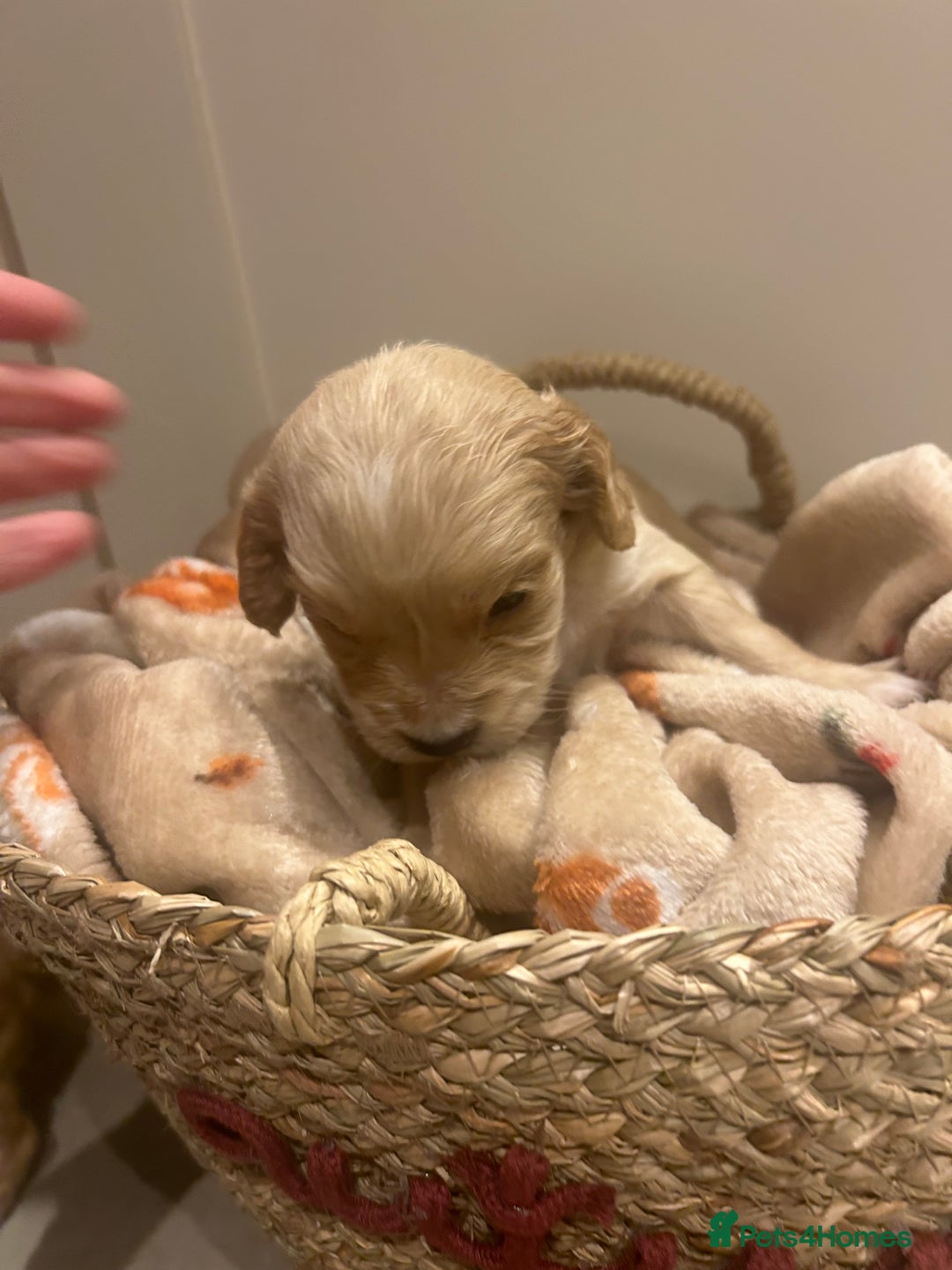 Mixed Breed dogs for sale: BEAUTIFUL PUPPIES - Cockapoo x Sproodle  - Image 10