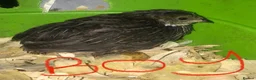 Quail poultry for sale: SEXED CHINESE PAINTED BUTTON QUAILS ! - Advert 3